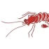 Logo Gaststätten Büsumer Krabbe Restaurant Restaurant