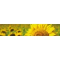 Logo GBP Deutschland KG