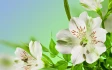 Logo Gebräudereinigung "Weisse Blume" inh. Ziyad Assaf