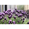 GEMPP GARTENDESIGN Hamburg