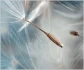 Logo Georg Kane Psychologischer Psychotherapeut