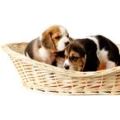Logo GeRo-Hundewelt.de Ute Breidbach