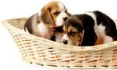 Logo GeRo-Hundewelt.de Ute Breidbach