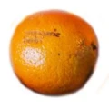 Logo Orangerie Berlin GmbH, Gesch&auml;ftsf&uuml;hrer Herr Thomas Gross