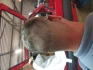 Logo Gisela Herkens FriseurMstr.