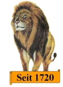 Goldener L&ouml;we Bobritzsch-Hilbersdorf