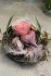 Logo Grashalm Floristik, Inh.: S. Peske Florist