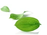 Logo Green Life Versicherungsmakler GmbH