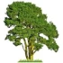 Logo green Wood Detlef Richly & Andreas Teders GbR