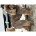 Groomie Chic Hundesalon Goslar