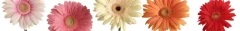 Logo Gros Blumen