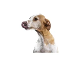Logo Hannah & die Hunde