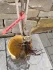 Logo Hans Fenzl Obstbaum Im- Export