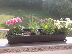Hanschmann Blumen Hannover