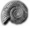 Logo Straub, Harald