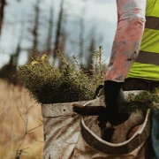 Hartmut Bauschert Baumpflege und Gartengestaltung Dornhan