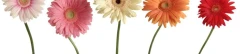 Logo HASENÖHRL - Dekorationen und Geschenke