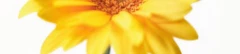 Logo Haß Anja Coaching Gesprächstherapie Praxis für Supervision