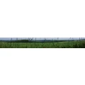 Logo Landschaftspflege Hasselbach, Sven Hasselbach