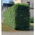 Hecke gestutzt