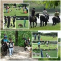 Hundeschule und mehr