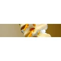 Logo Beckenhusen, Heike