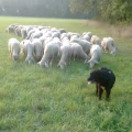 beim schafe h&uuml;tten im jagsttal