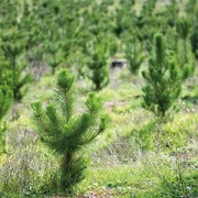 Heitmann Gartenbau Ganderkesee