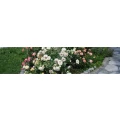 Logo Helmes Gartenbau