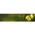 Logo Hohmann, Helmut