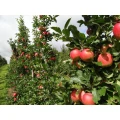 Hentzschel Matthias Obsthof R&ouml;dinghausen