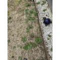 HGS Ruback Haus- und Gartenservice Garz