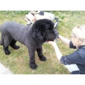 H&ouml;ri Hundesalon Gaienhofen