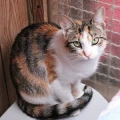 Hof G&uuml;ldenberg Laubach