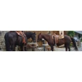 Logo Horse Lovers Hut
