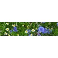 Logo Hortus Garten-und Landschaftsbau