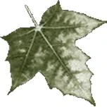 Logo Jacoby, Wolfgang