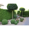 Hoxha Gartengestaltung & Pflege Langenhagen