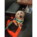 Hund-Katze-Mensch/ Hundeschule Apel H&uuml;rth