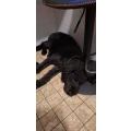 Hund & Partner Lauterbach