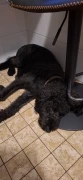 Hund & Partner Lauterbach