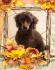 Logo Hunde und Katzen Salon Uschi