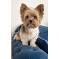 Hunde- und Katzenparadies Kiel