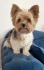 Logo Hunde- und Katzenparadies