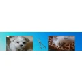 Logo Hunde- und Katzensalon Kr&uuml;mel Inh. Ina Hartmann