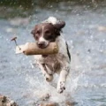 Logo Hundebay