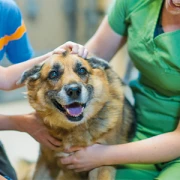 Hundebetreuung Leitz Markt Erlbach