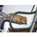 Hundebetreuung mit Herz Inh. Elke Hahn Sinn