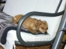 Logo Hundebetreuung mit Herz Inh. Elke Hahn