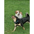 Hundebetreuung Oliver Otto Schlotfeld
